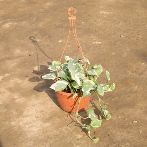 Money Plant N'Joy in 8 Inch Live Plant Hanging Plastic Pot (Any Colour)