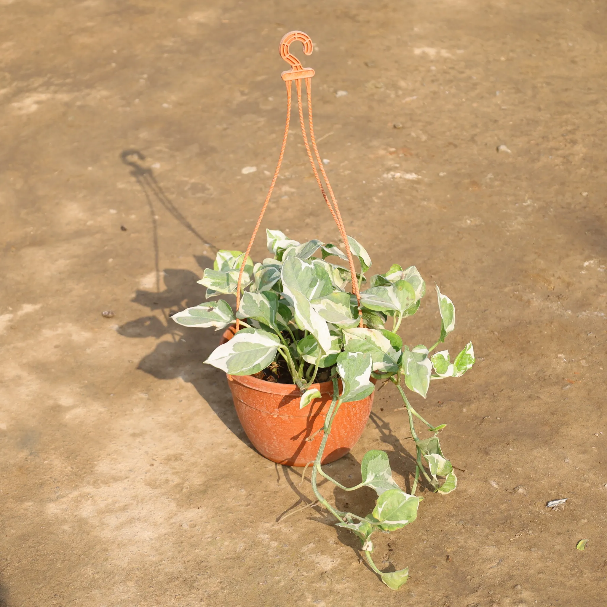Money Plant N'Joy in 8 Inch Hanging Plastic Pot (Any Colour)