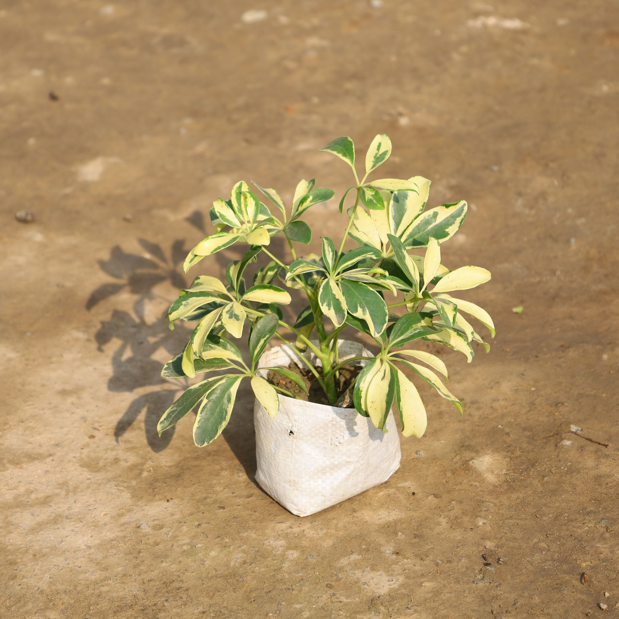 Schefflera in 4 Inch Nursery Bag