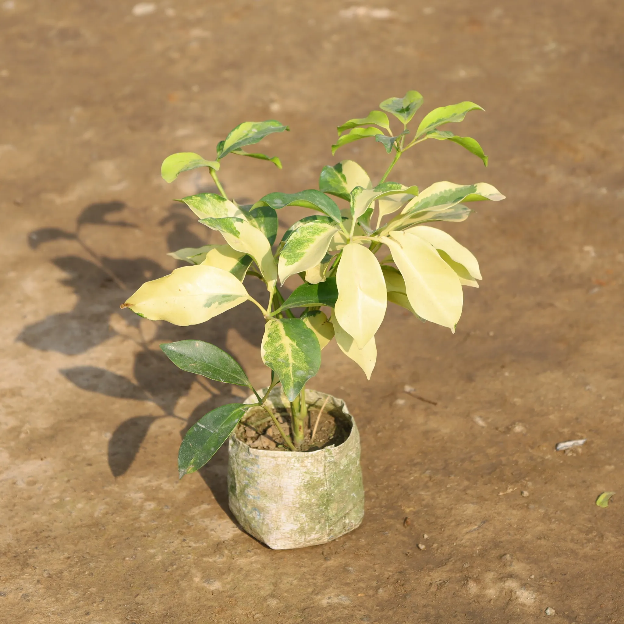 Schefflera High in 4 Inch Nursery Bag
