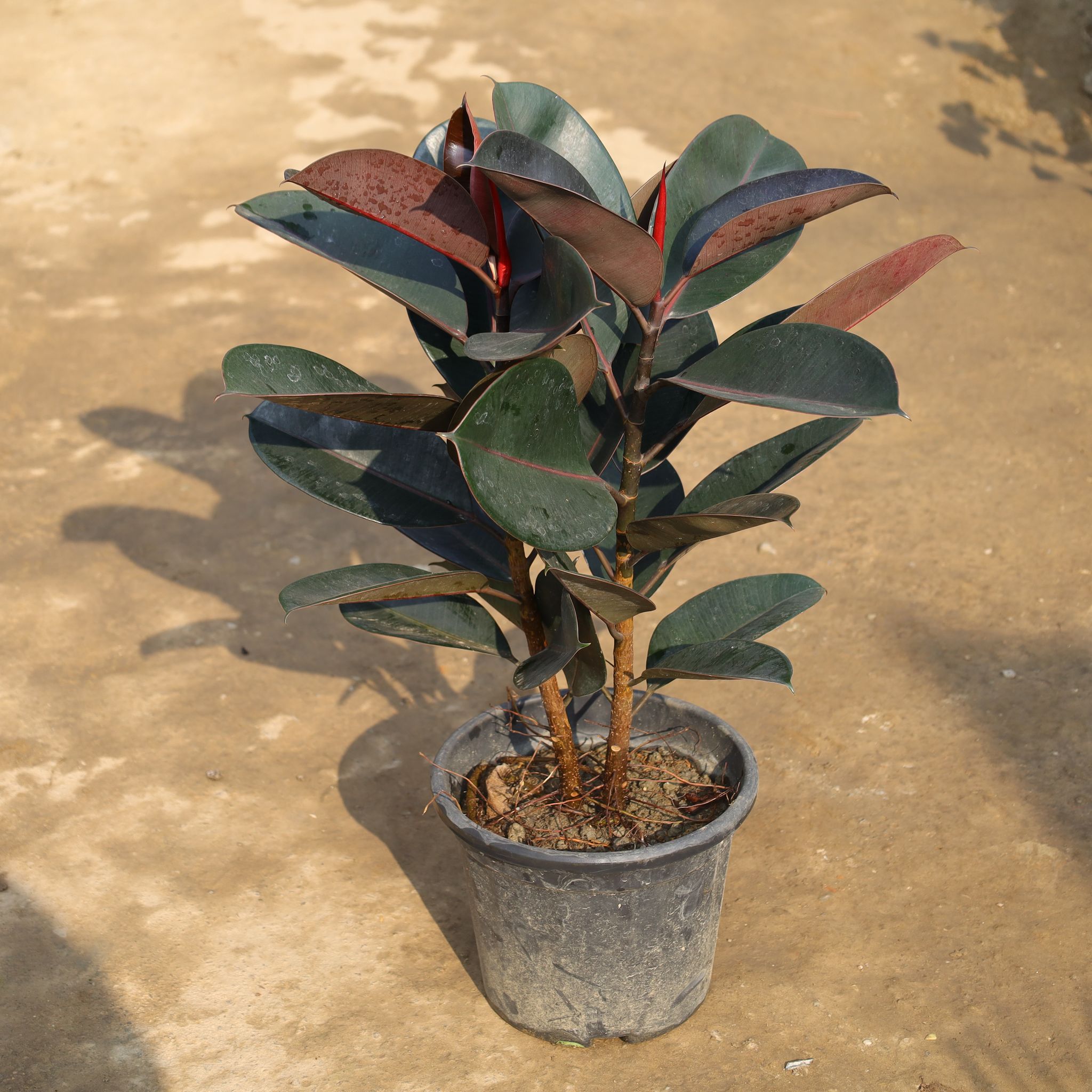 Rubber in 10 Inch Nursery Pot