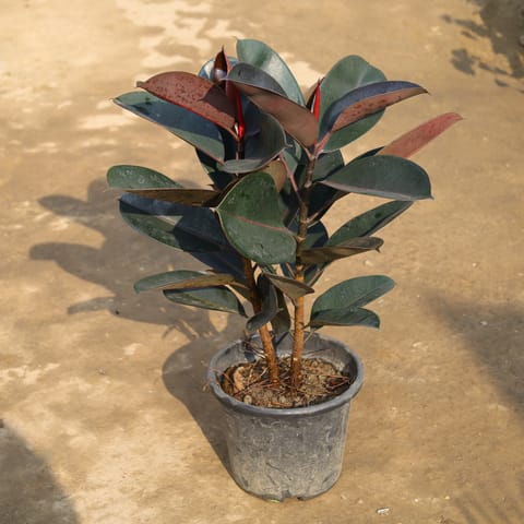 Rubber in 10 Inch Nursery Pot