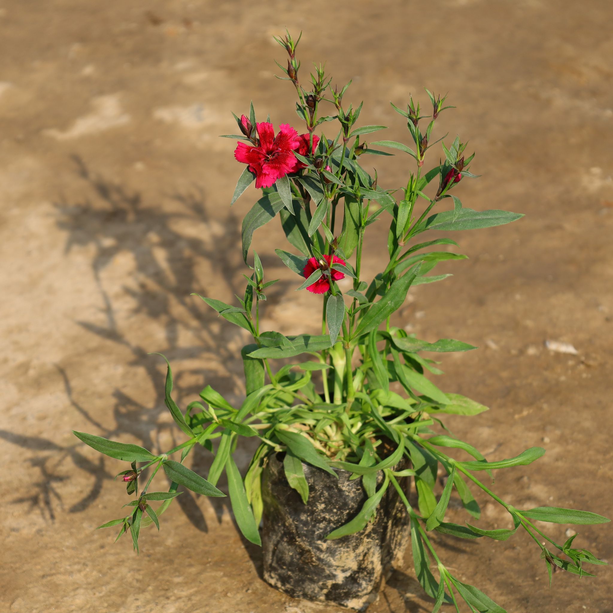 Dianthus (Any Colour) in 4 Inch Nursery Bag