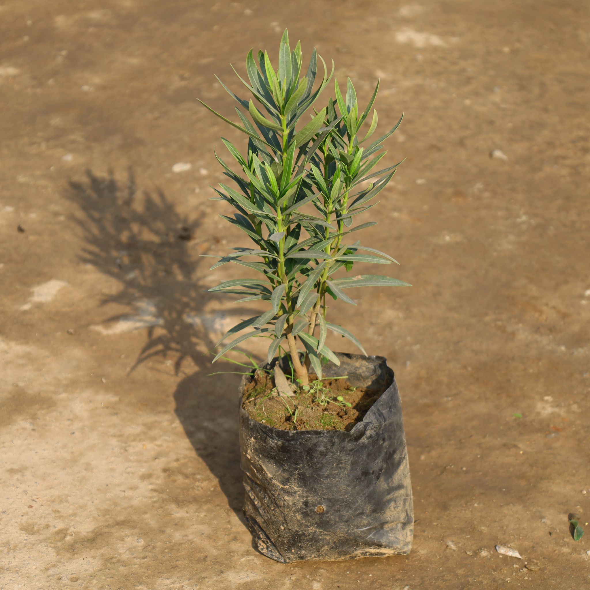 Rosemary in 4 Inch Nursery Bag