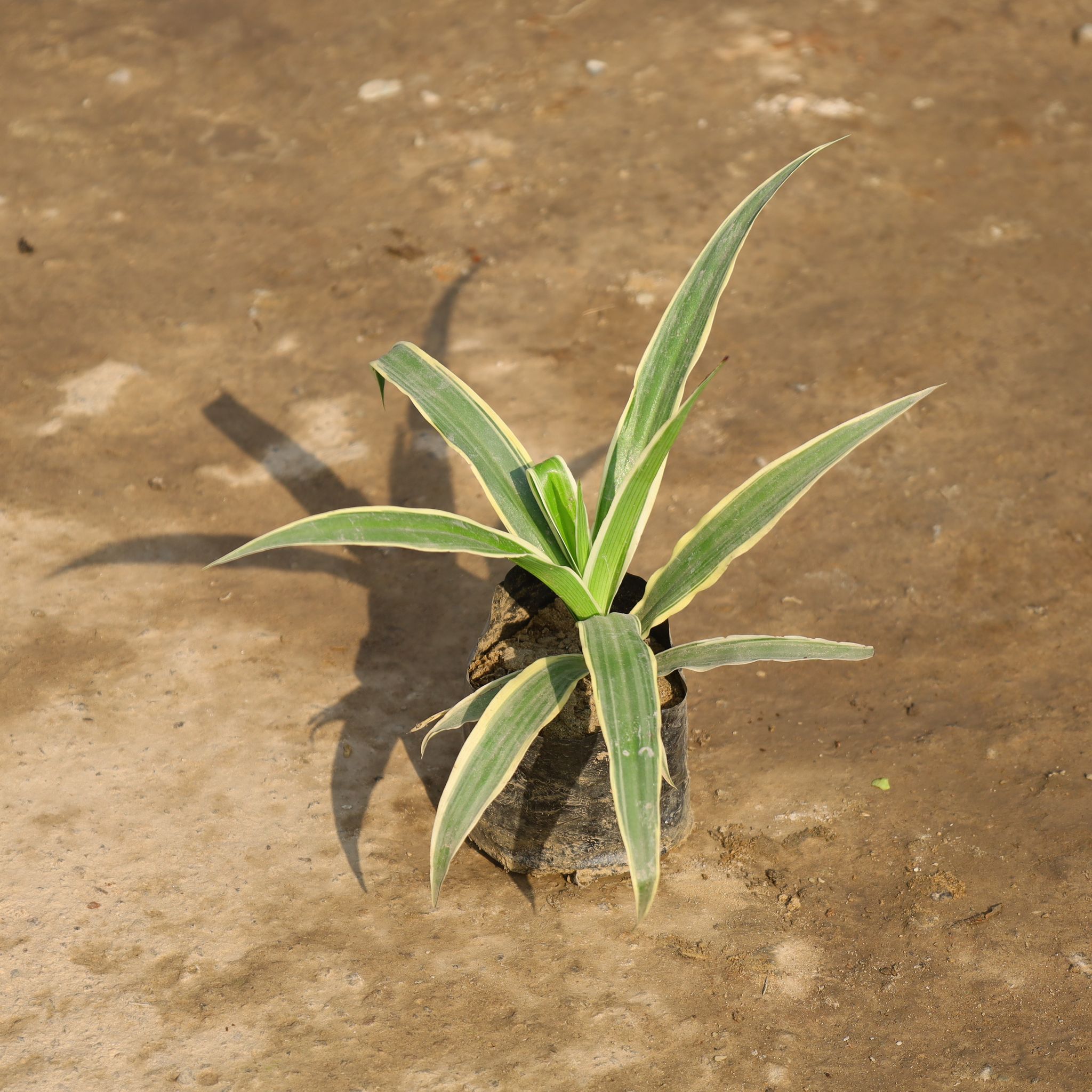 Spider Plant in 4 Inch Nursery Bag