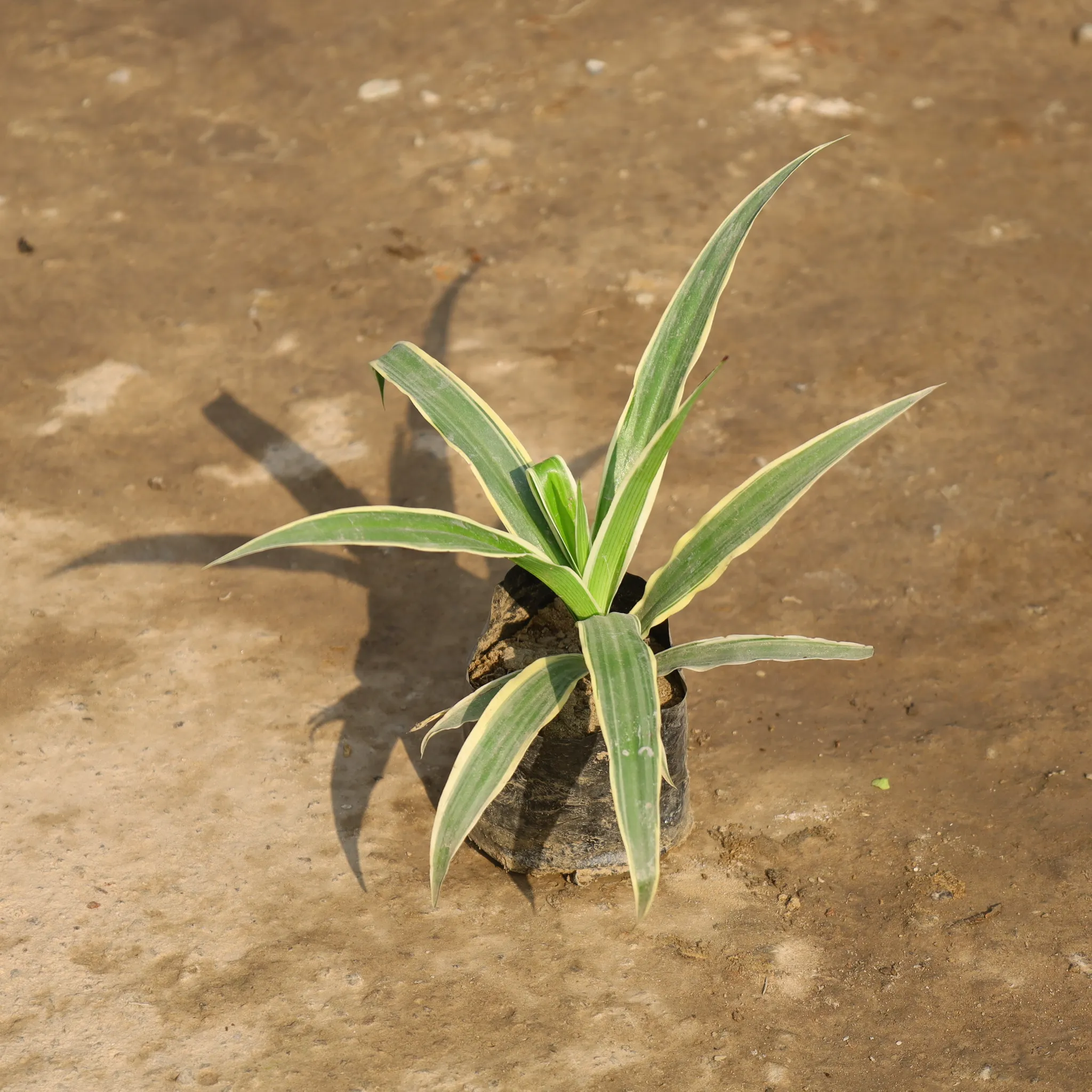 Spider Plant in 4 Inch Nursery Bag