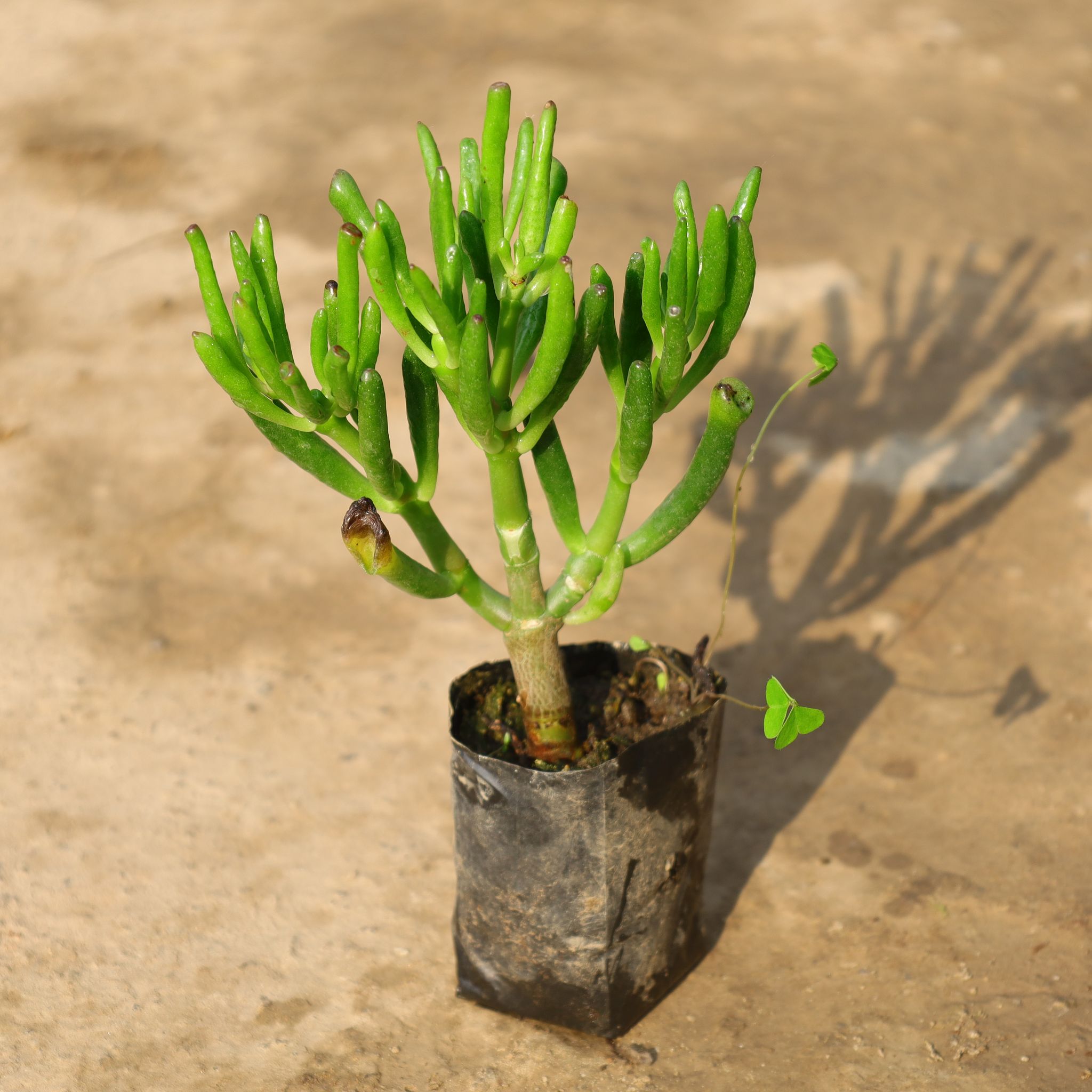 Finger Crassula in 4 Inch Nursery Bag