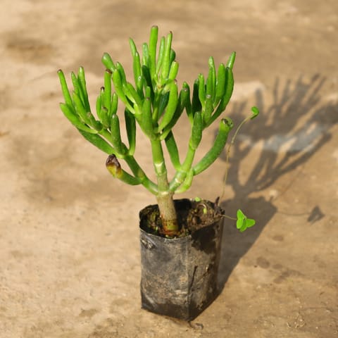 Finger Crassula in 4 Inch Nursery Bag