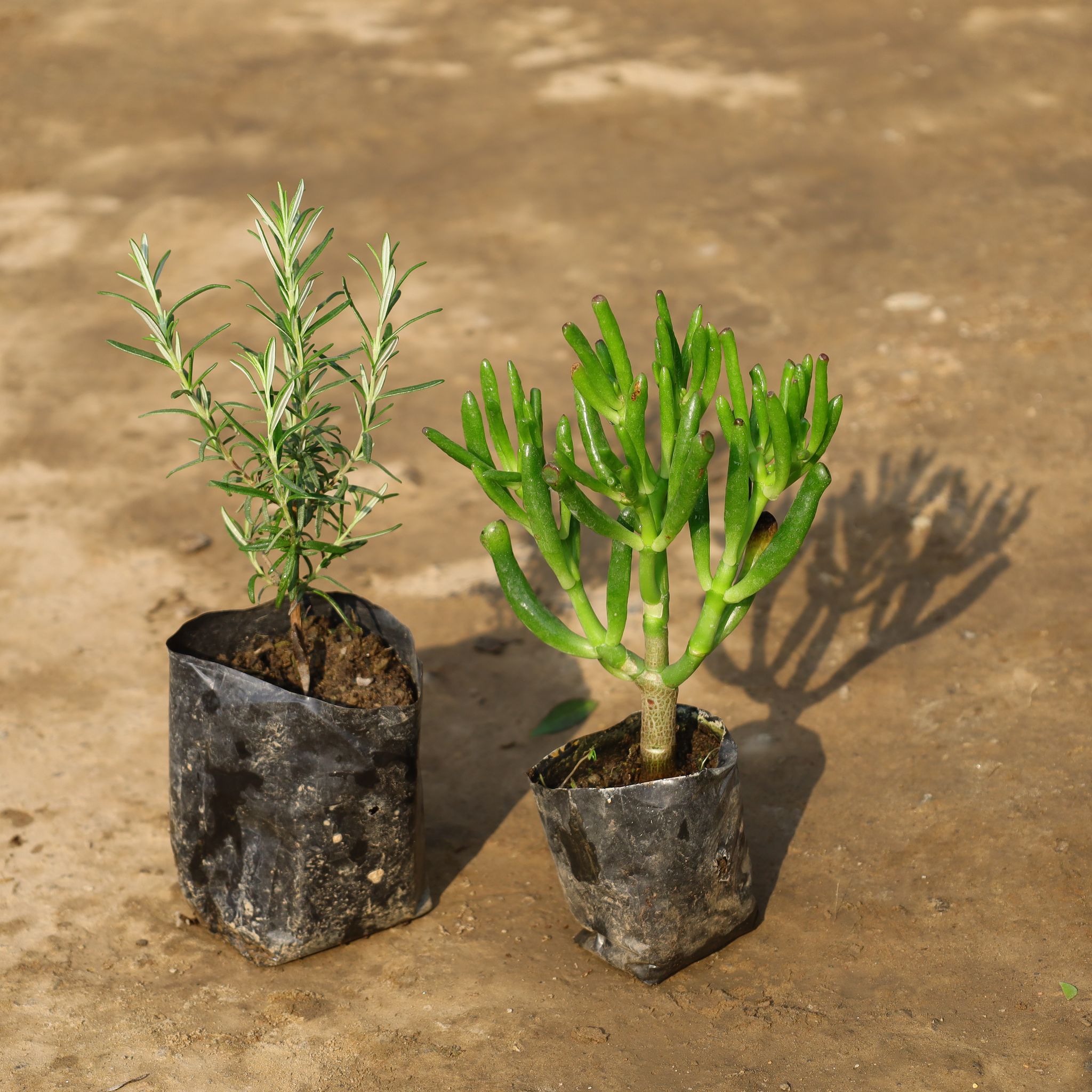 Set Of 2 - Rosemary & Finger Crassula in 4 Inch Nursery Bag