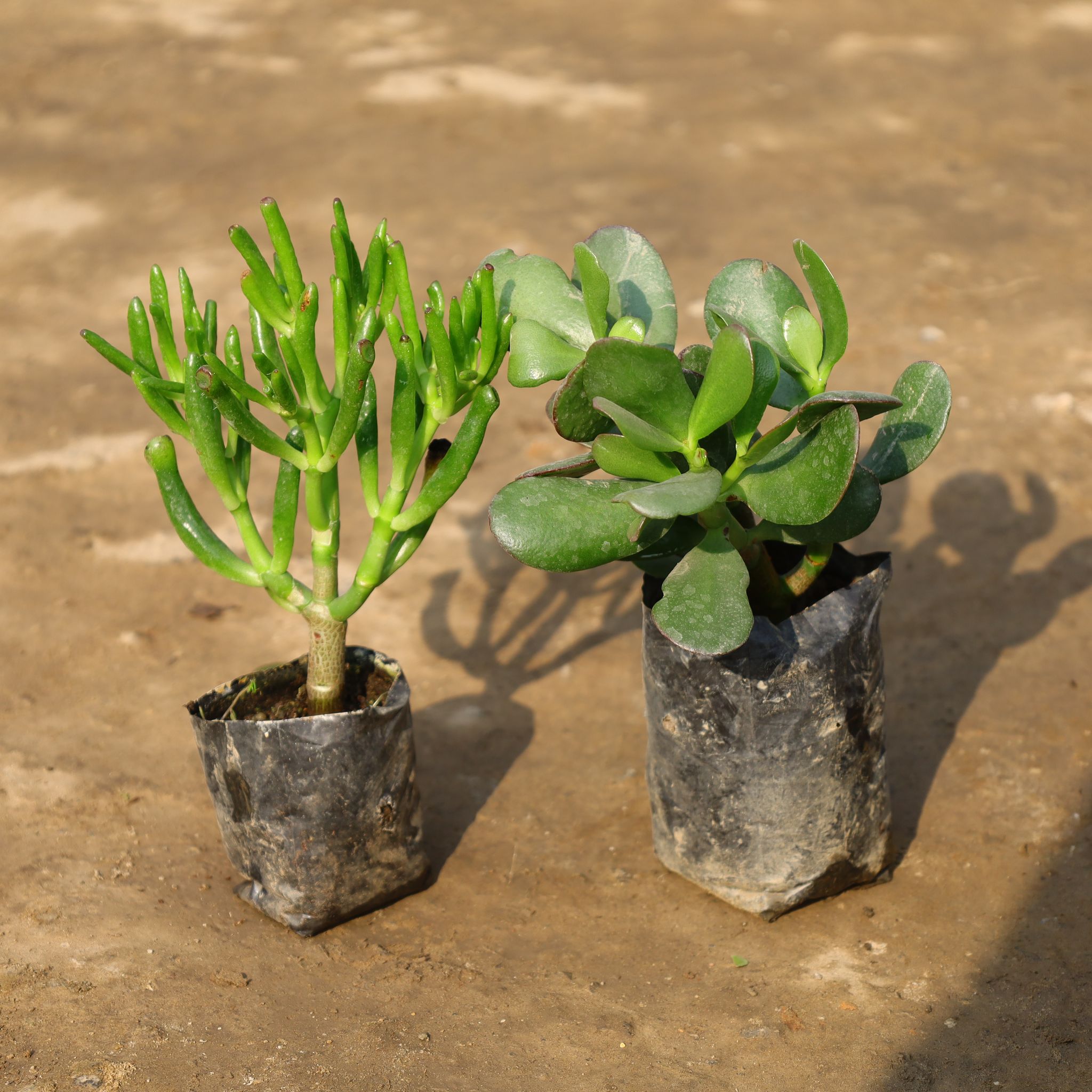 Set Of 2 - Finger Crassula & Crassula Red in 4 Inch Nursery Bag