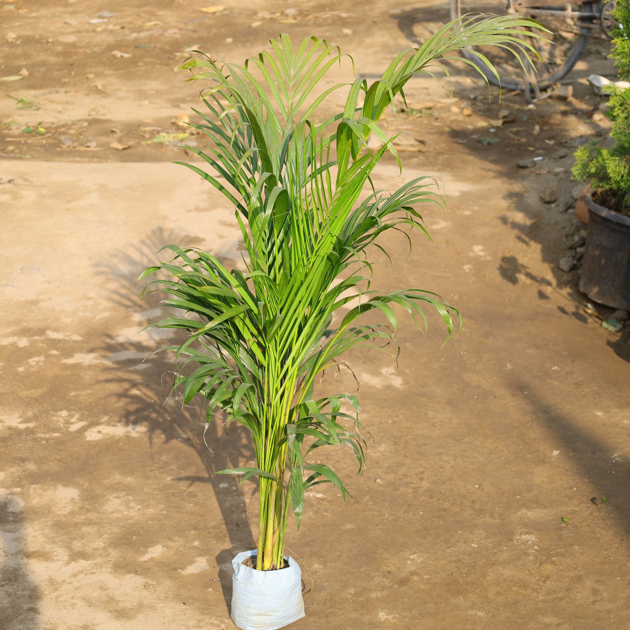 Areca Palm in 8 Inch Nursery Bag