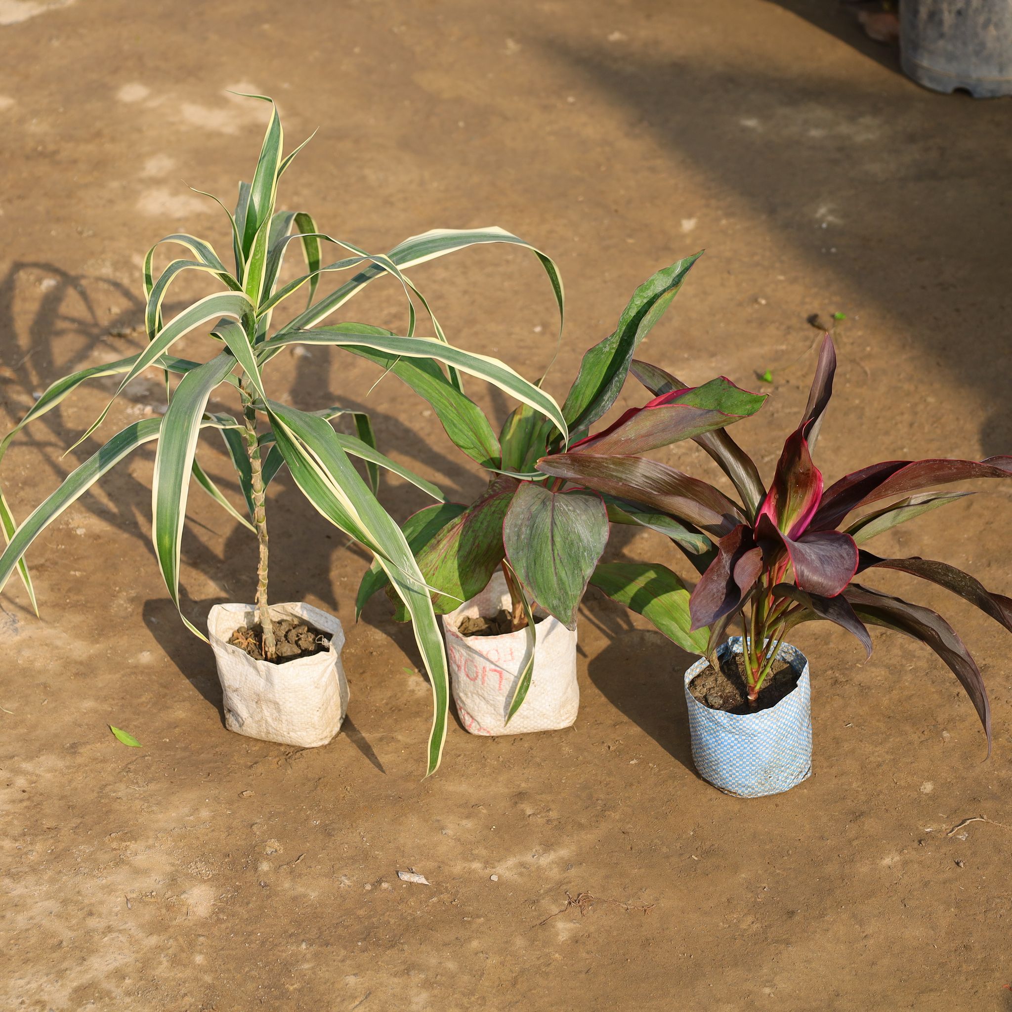 Set Of 3 - Dracaena Rosea, Dracaena Jamaica & Dracaena Kedarnath in 4 Inch Nursery Bag