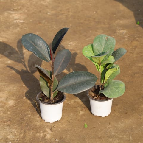 Set Of 2 - Rubber Black & Fiddle Leaf Fig in 4 Inch Nursery Pot
