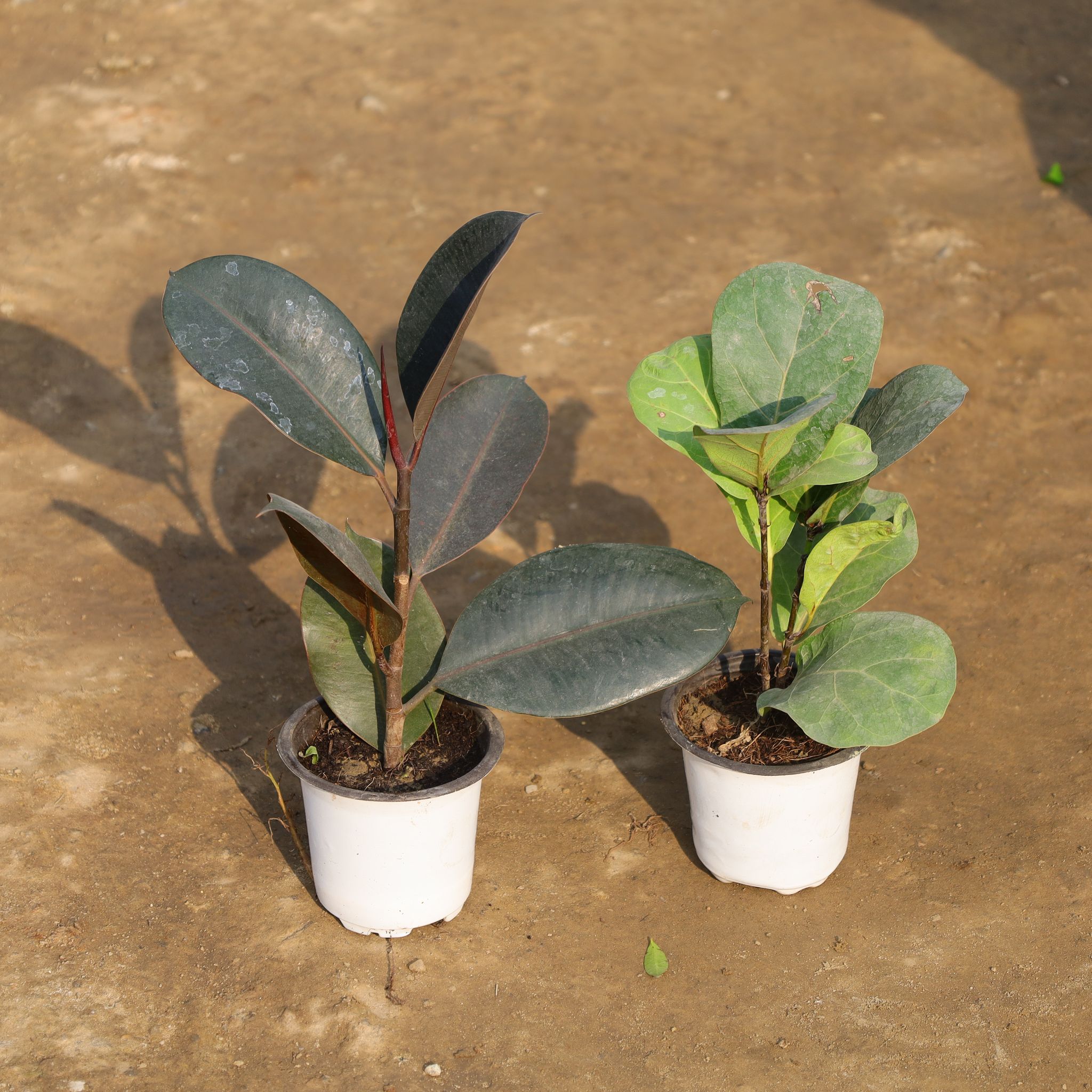 Set Of 2 - Rubber Black & Fiddle Leaf Fig in 4 Inch Nursery Pot