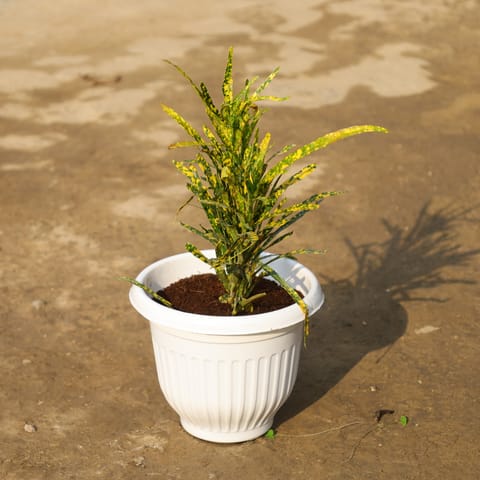 Chironji Croton in 8 Inch White Olive Plastic Pot