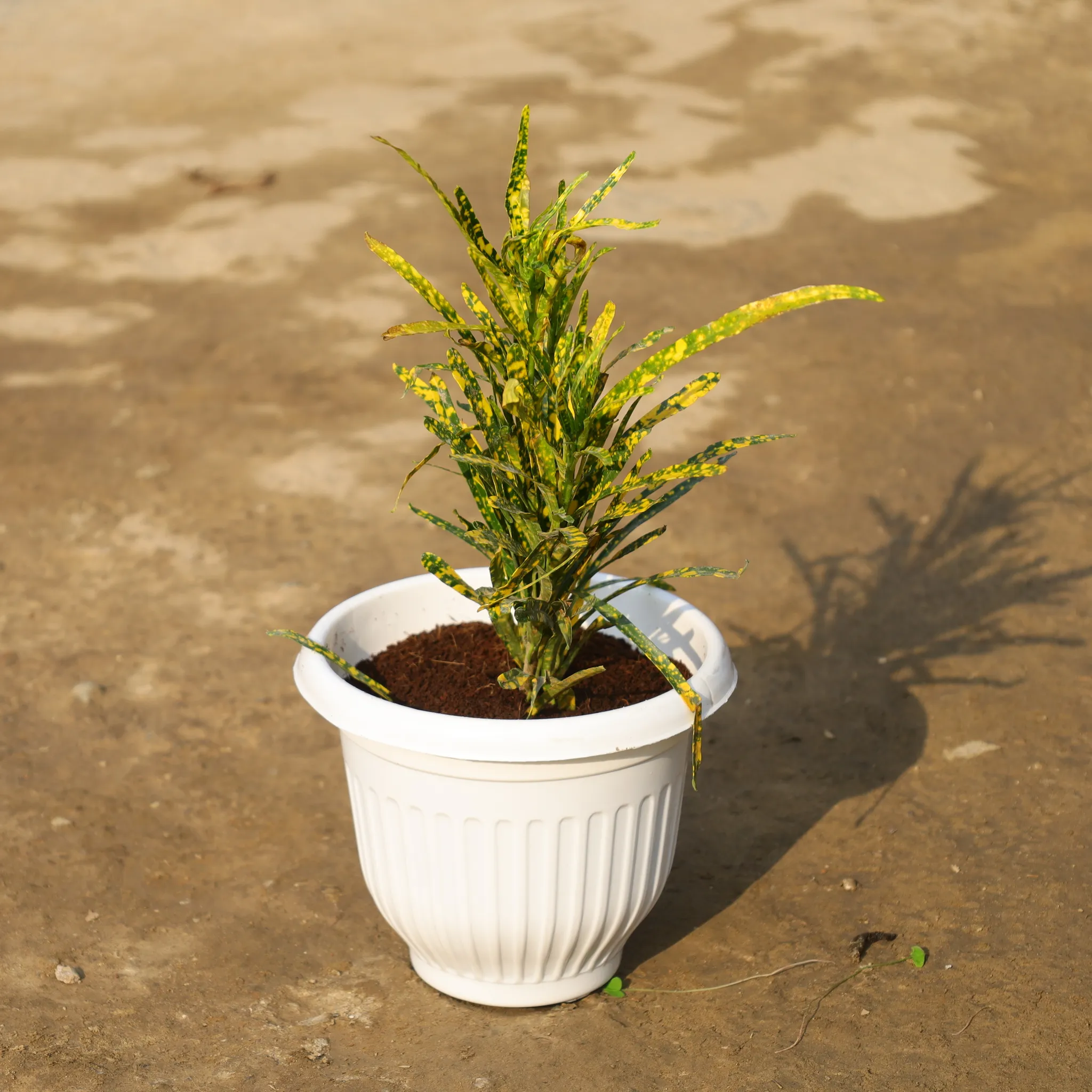 Chironji Croton in 8 Inch White Olive Plastic Pot
