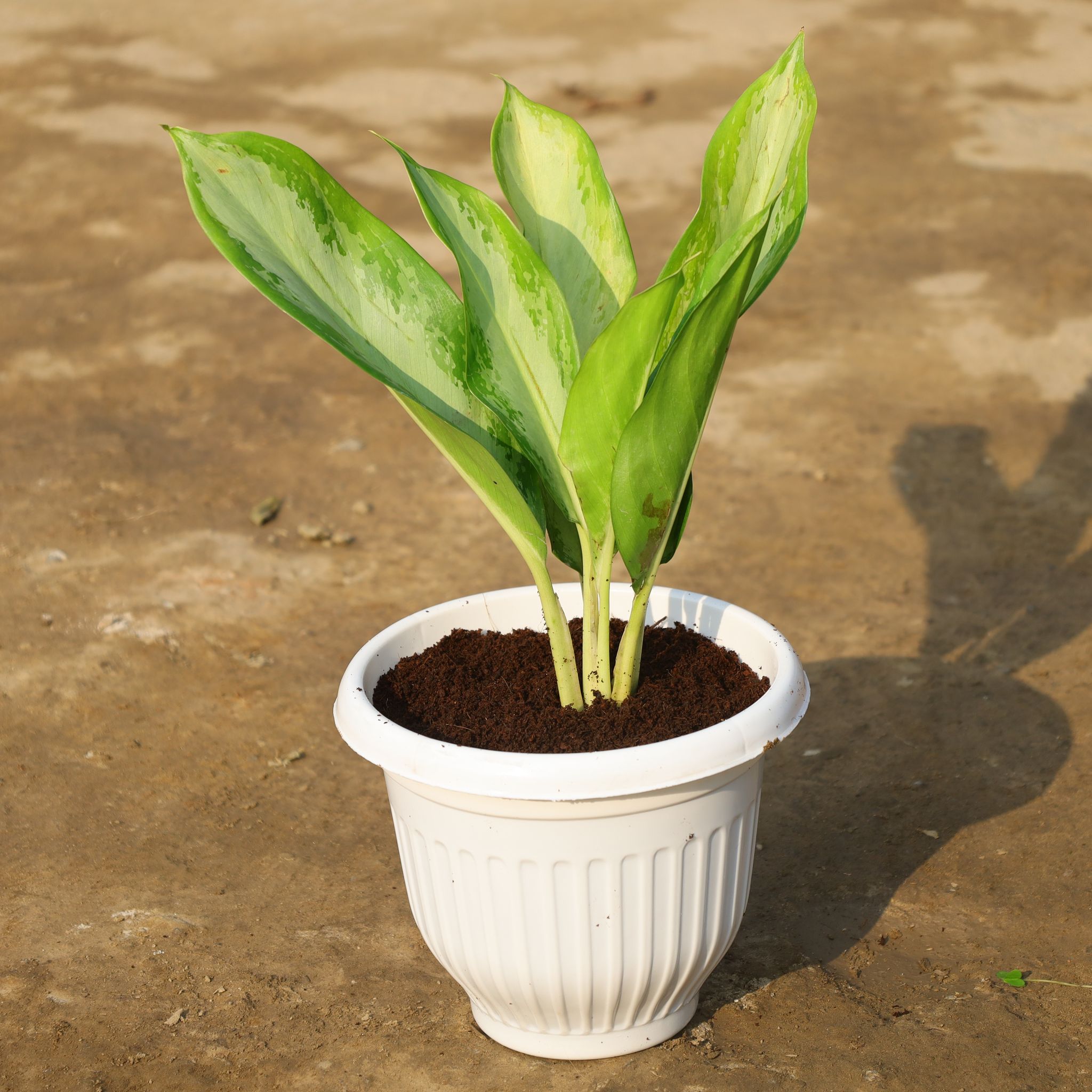 Aglonema Green Lance in 8 Inch White Olive Plastic Pot