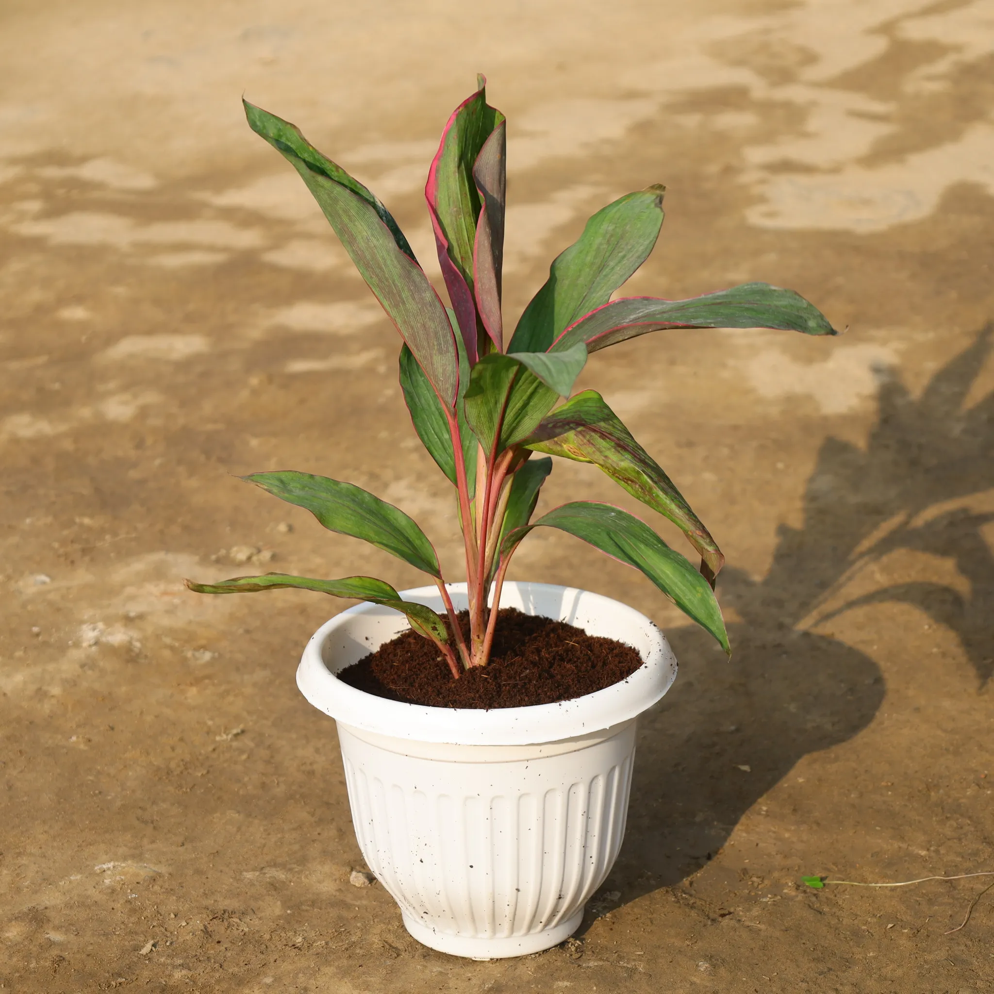 Dracaena Kedarnath in 8 Inch White Olive Plastic Pot