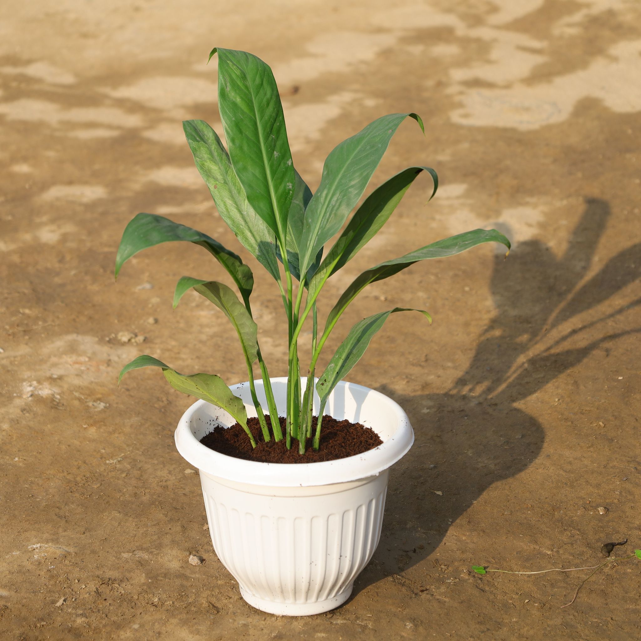 Peace Lily in 8 Inch White Olive Plastic Pot