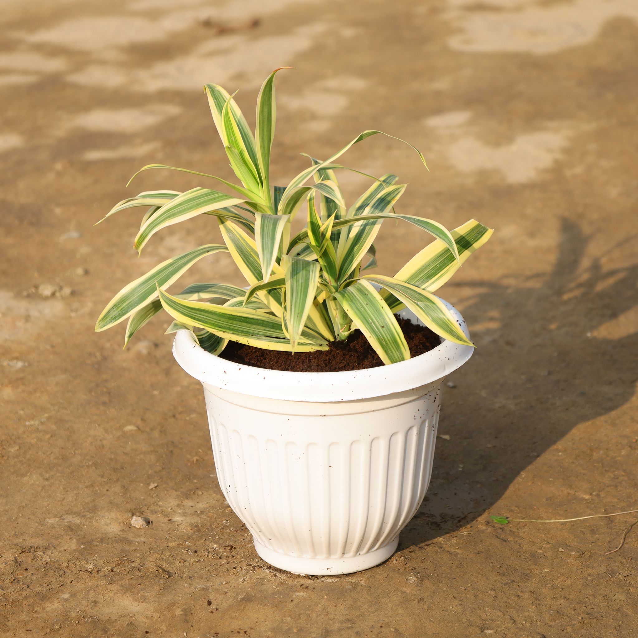 Aglonema White Stripes in 8 Inch Terracotta Red Olive Plastic Pot