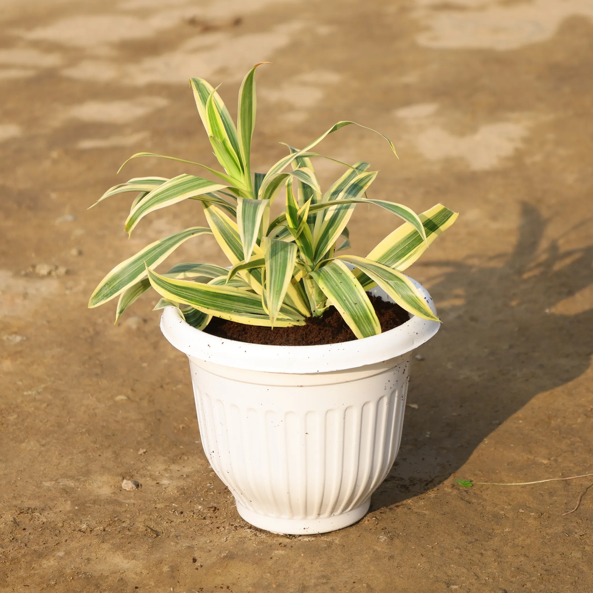 Aglonema White Stripes in 8 Inch Terracotta Red Olive Plastic Pot