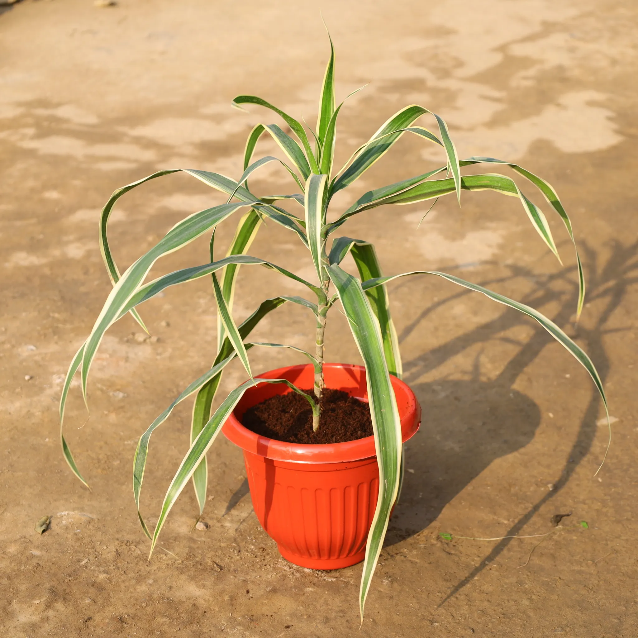 Snake Long in 10 Inch Terracotta Red Olive Plastic Pot