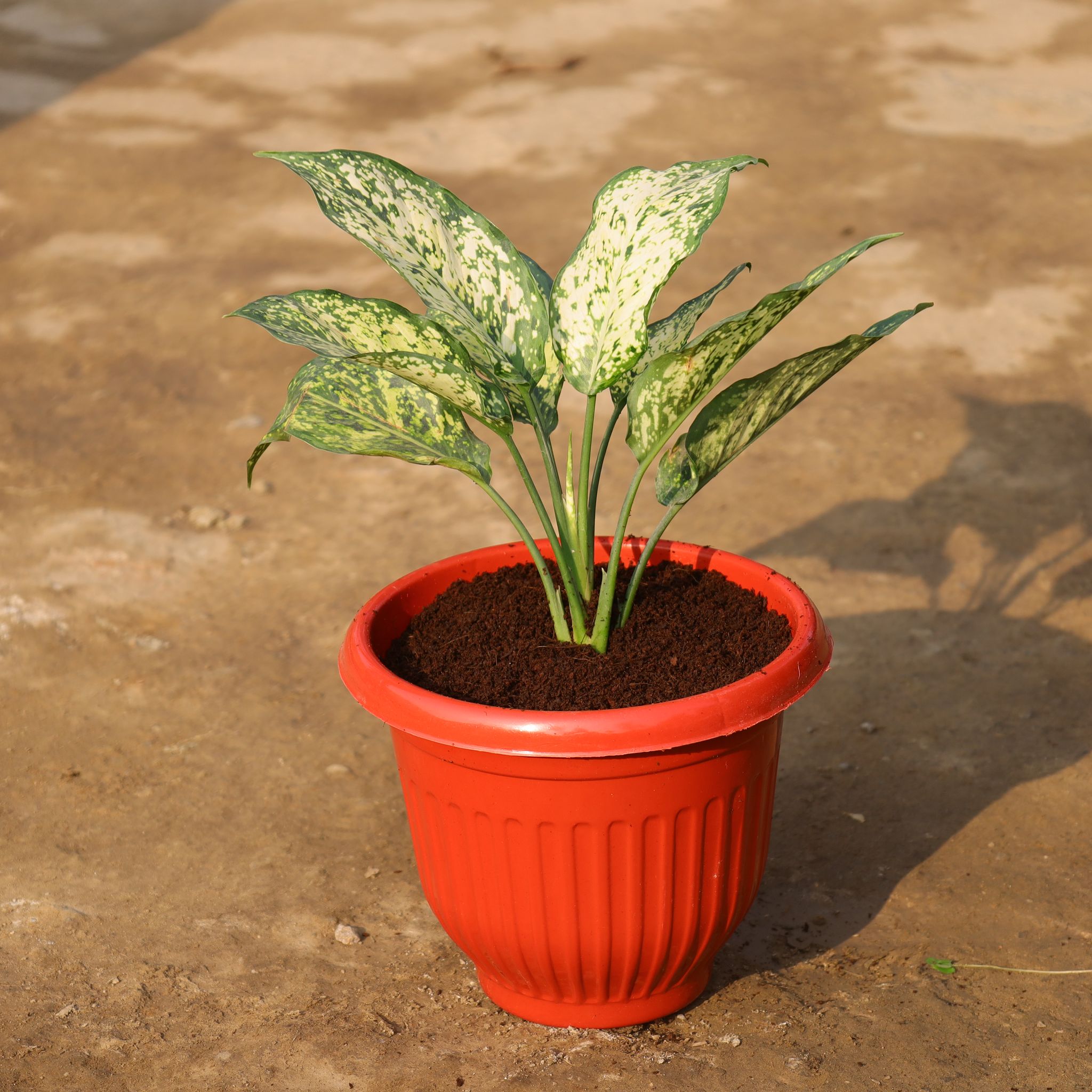 Aglaonema Snow White in 8 Inch Terracotta Red Olive Plastic Pot