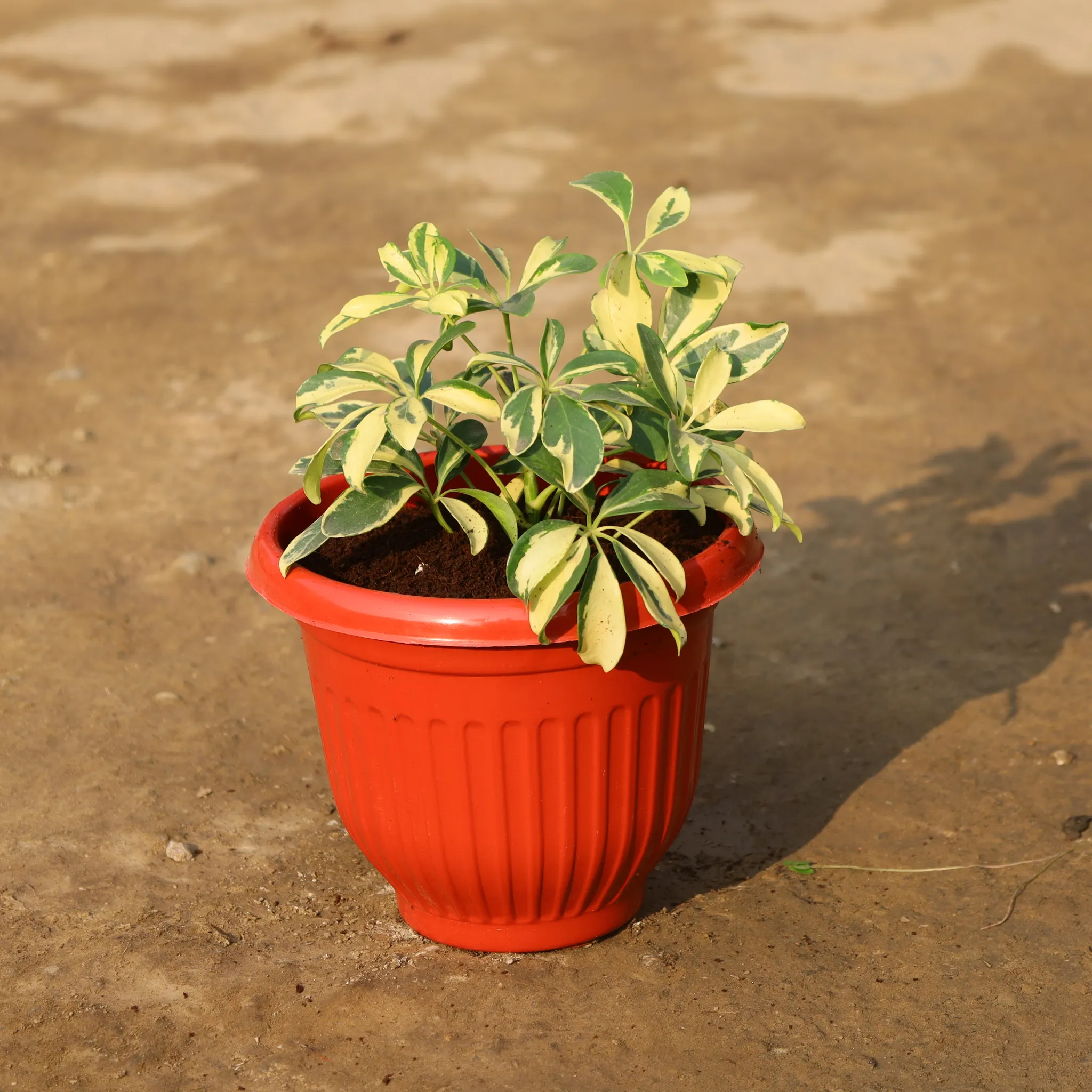 Schefflera Vareigated in 8 Inch Terracotta Red Olive Plastic Pot