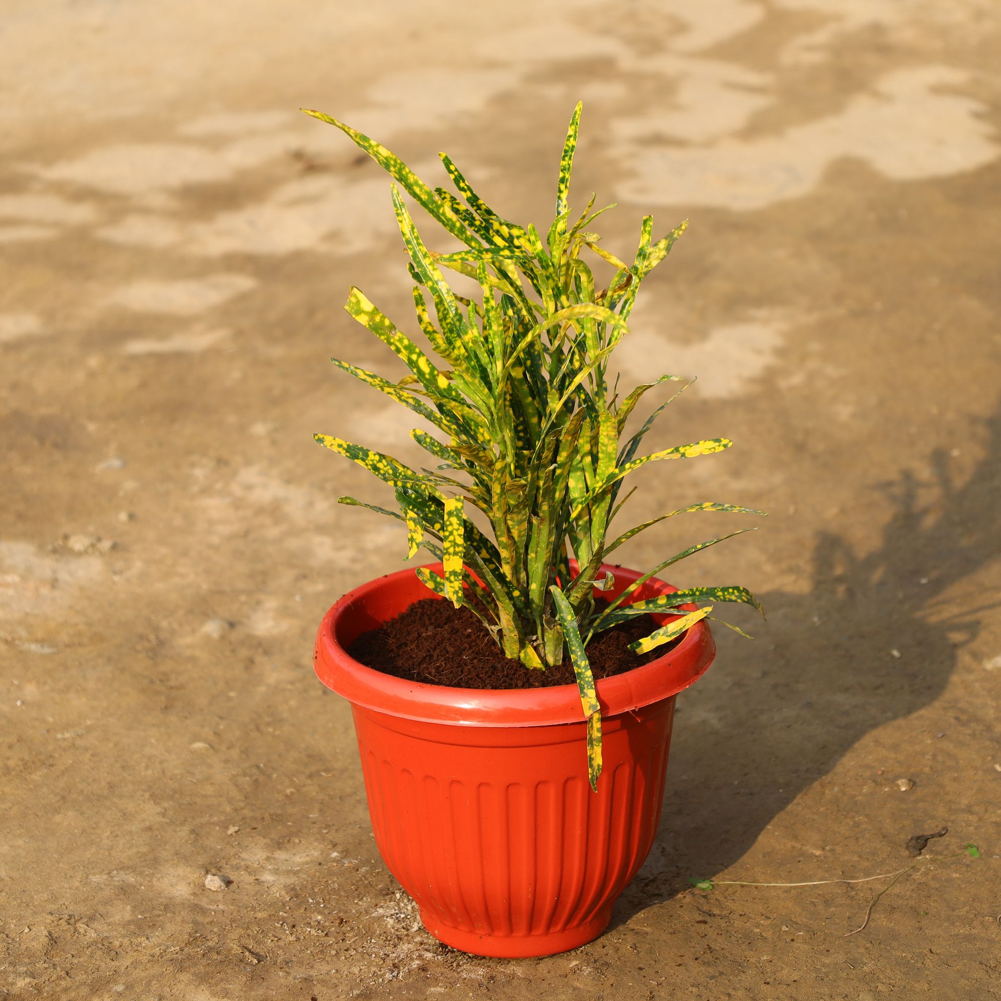 Chironji Croton in 8 Inch Terracotta Red Olive Plastic Pot