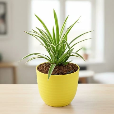Spider Green in 5 Inch Bloom Yellow Avora Premium Plastic Planter