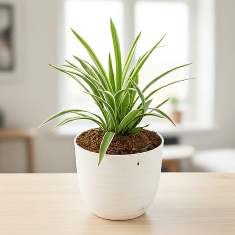 Spider Green in 5 Inch White Avora Premium Plastic Planter