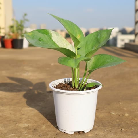 Beginner Friendly Money Plant Green in 4 Inch Nursery Pot