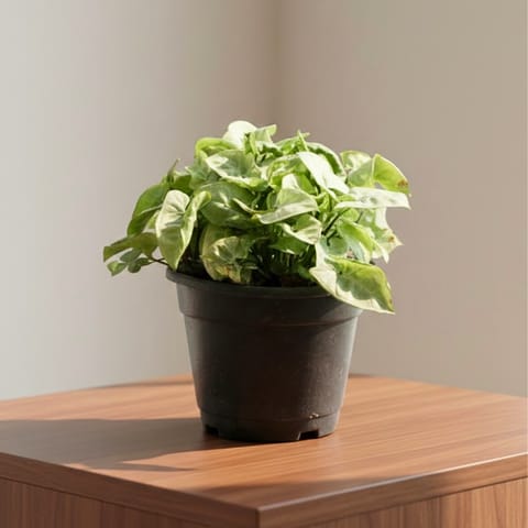 Syngonium Green in 4 Inch Nursery Pot
