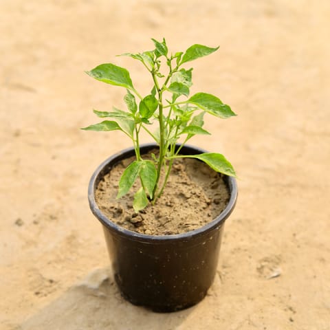 Chilli / Mirchi in 4 Inch Nursery Pot