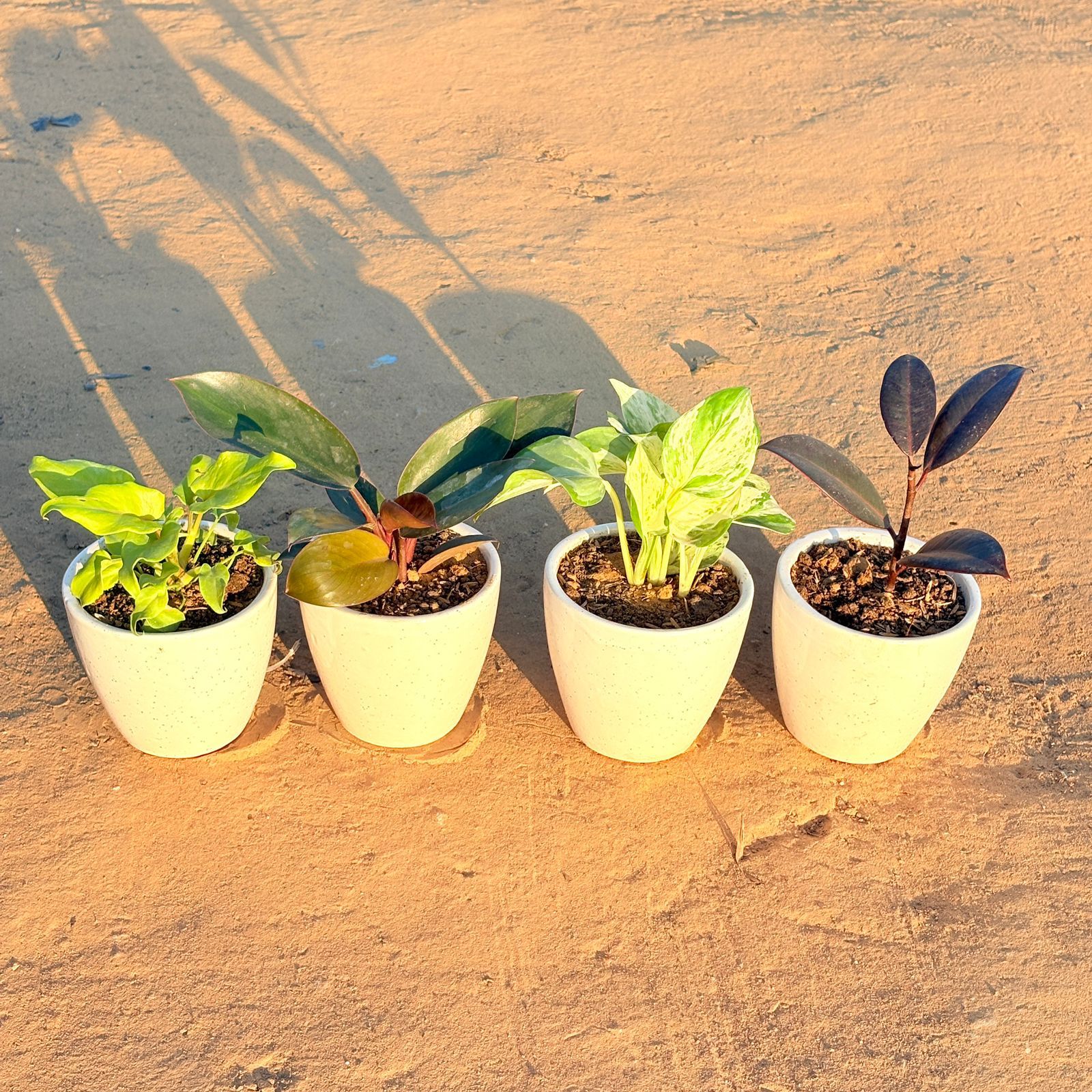 Set of 4 - Xanadu Golden, Philodendron Red, Rubber Black & Marble Money Plant in 4 Inch Classy White Cup Ceramic Pot