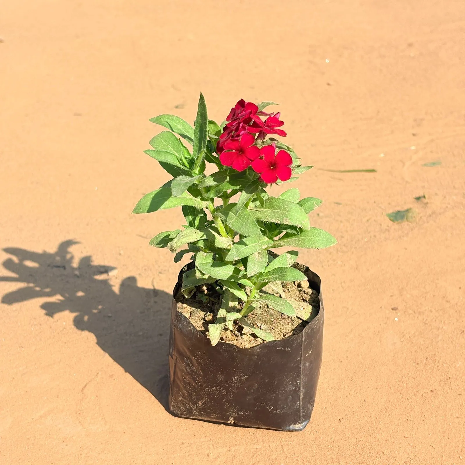Phlox Flower Plant in 4 Inch Nursery Bag