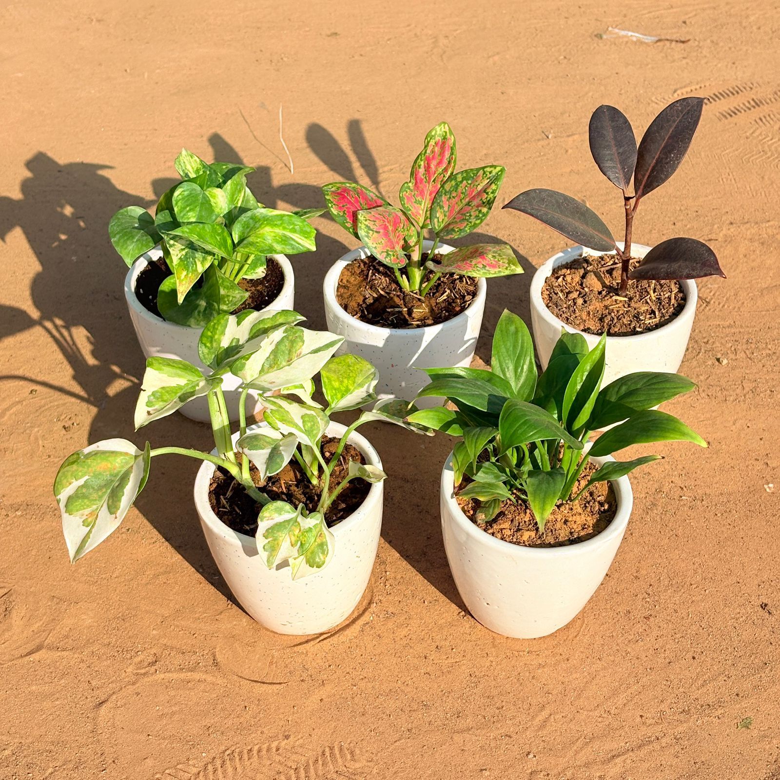 Set of 5 - Money Plant N'Joy, Marble Money Plant, Aglaonema Pink Dalmatian, Rubber Black & Peace Lily in 4 Inch Classy White Cup Ceramic Pot