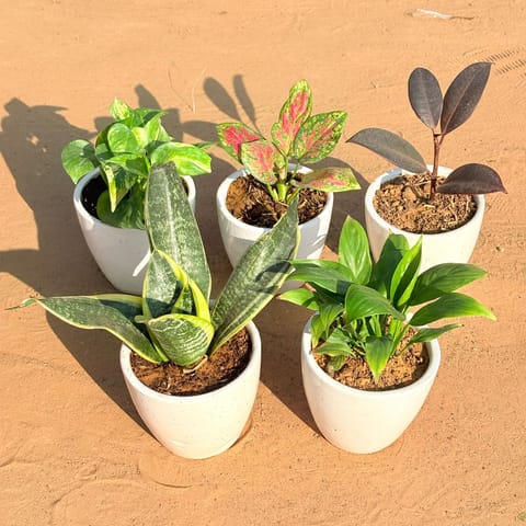 Set of 5 - Snake Yellow, Marble Money Plant, Aglaonema Pink Dalmatian, Rubber Black & Peace Lily in 4 Inch Live Plant Classy White Cup Ceramic Pot