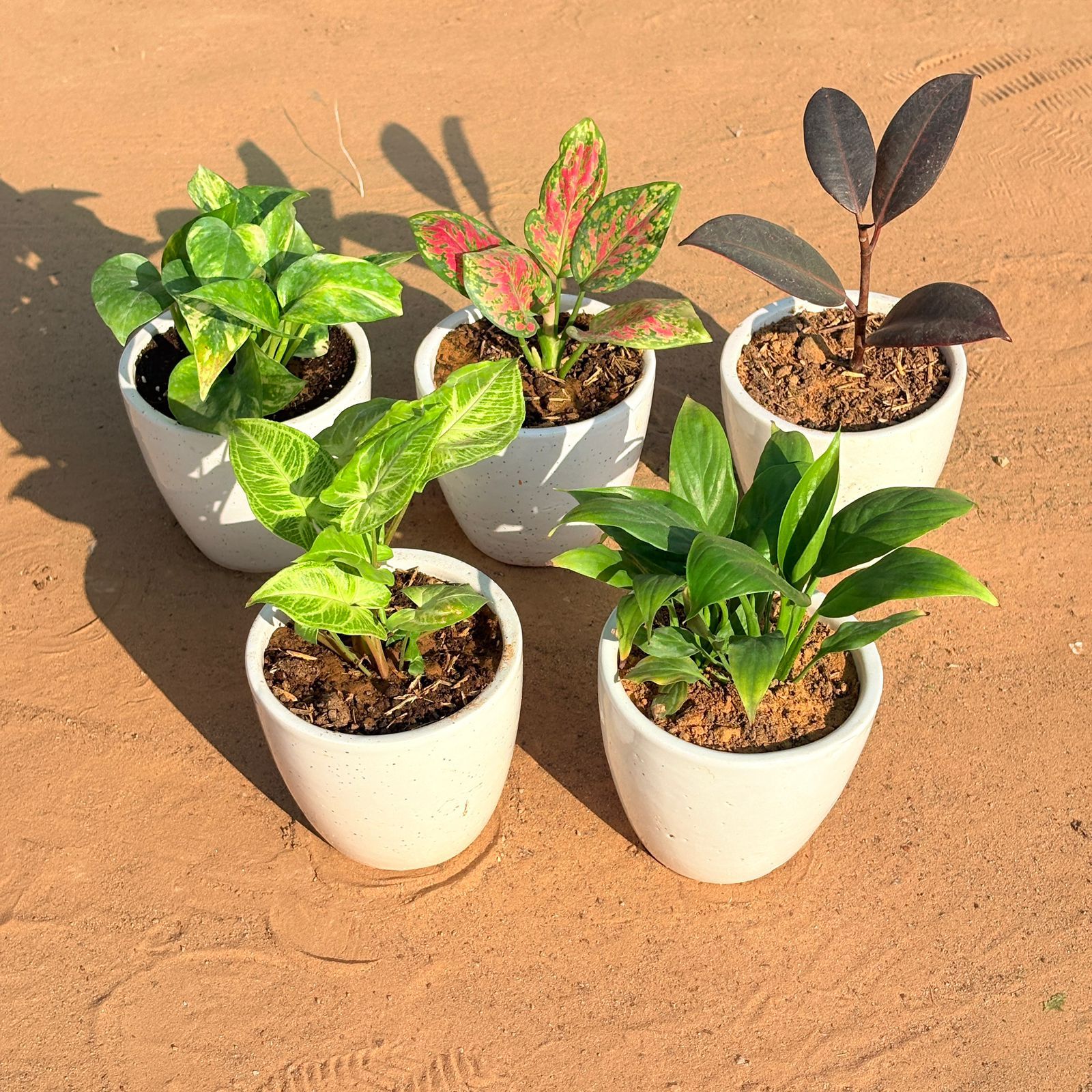 Set of 5 - Syngonium Alba Dwarf, Marble Money Plant, Aglaonema Pink Dalmatian, Rubber Black & Peace Lily in 4 Inch Classy White Cup Ceramic Pot