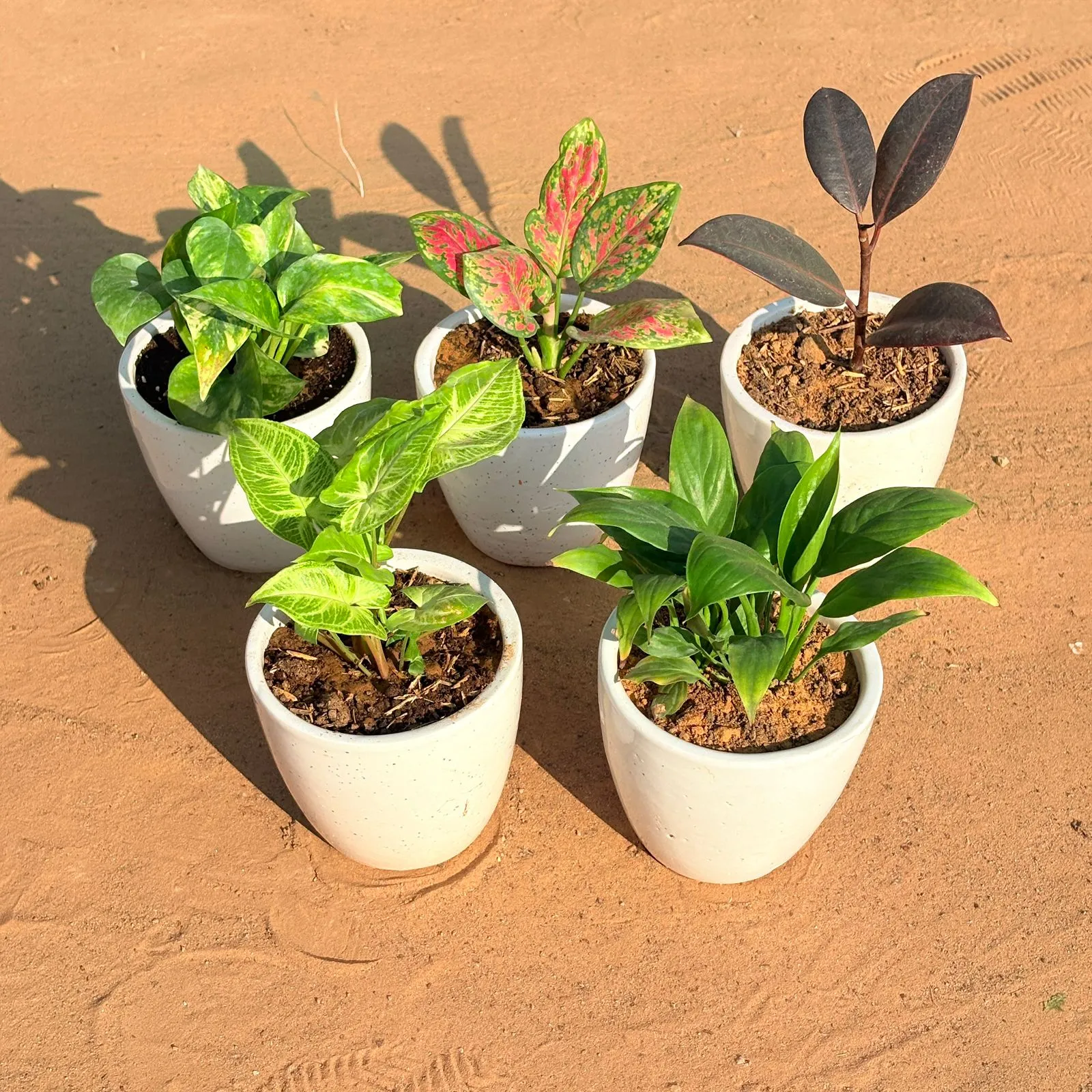 Set of 5 - Syngonium Alba Dwarf, Marble Money Plant, Aglaonema Pink Dalmatian, Rubber Black & Peace Lily in 4 Inch Classy White Cup Ceramic Pot