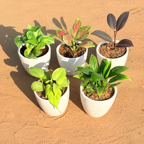 Set of 5 - Golden Money Plant, Marble Money Plant, Aglaonema Pink Dalmatian, Rubber Black & Peace Lily in 4 Inch Live Plant Classy White Cup Ceramic Pot