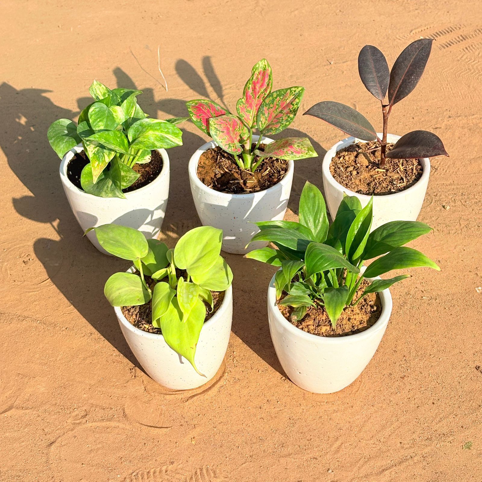 Set of 5 - Golden Money Plant, Marble Money Plant, Aglaonema Pink Dalmatian, Rubber Black & Peace Lily in 4 Inch Classy White Cup Ceramic Pot