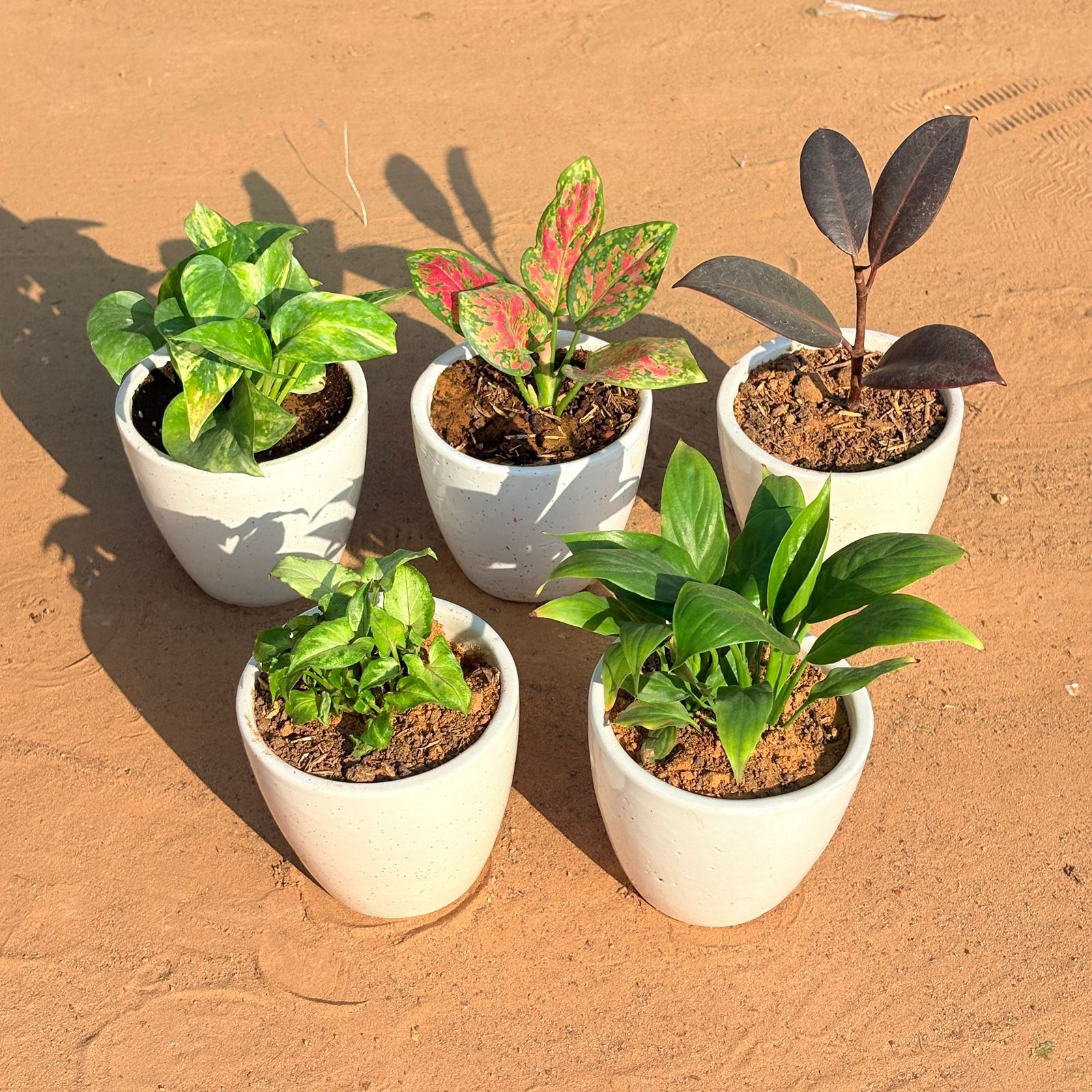 Set of 5 - Syngonium Butterfly, Marble Money Plant, Aglaonema Pink Dalmatian, Rubber Black & Peace Lily in 4 Inch Classy White Cup Ceramic Pot
