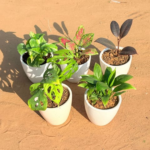 Set of 5 - Monstera Broken Heart, Marble Money Plant, Aglaonema Pink Dalmatian, Rubber Black & Peace Lily in 4 Inch Live Plant Classy White Cup Ceramic Pot