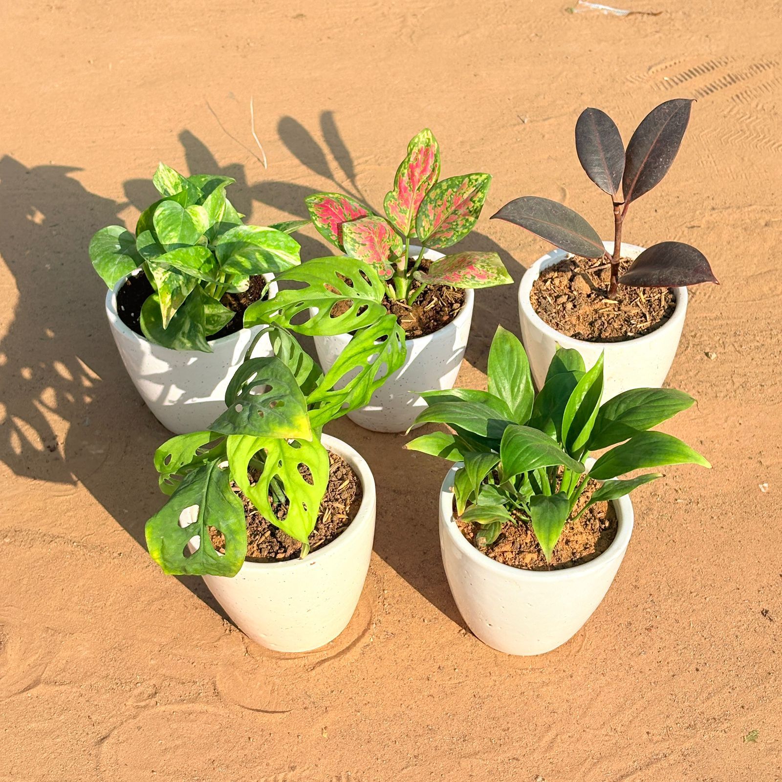 Set of 5 - Monstera Broken Heart, Marble Money Plant, Aglaonema Pink Dalmatian, Rubber Black & Peace Lily in 4 Inch Classy White Cup Ceramic Pot