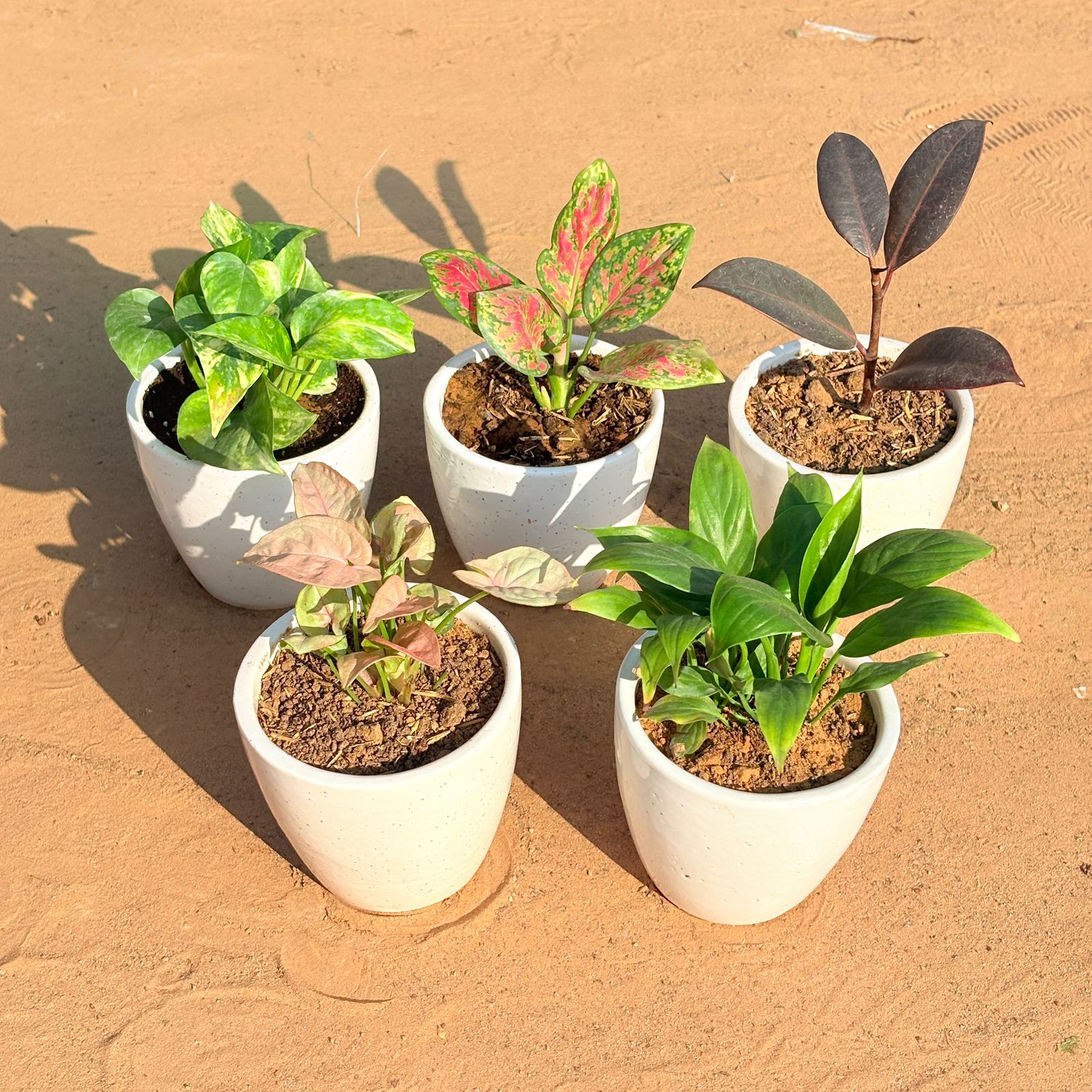 Set of 5 - Syngonium Pink, Marble Money Plant, Aglaonema Pink Dalmatian, Rubber Black & Peace Lily in 4 Inch Classy White Cup Ceramic Pot