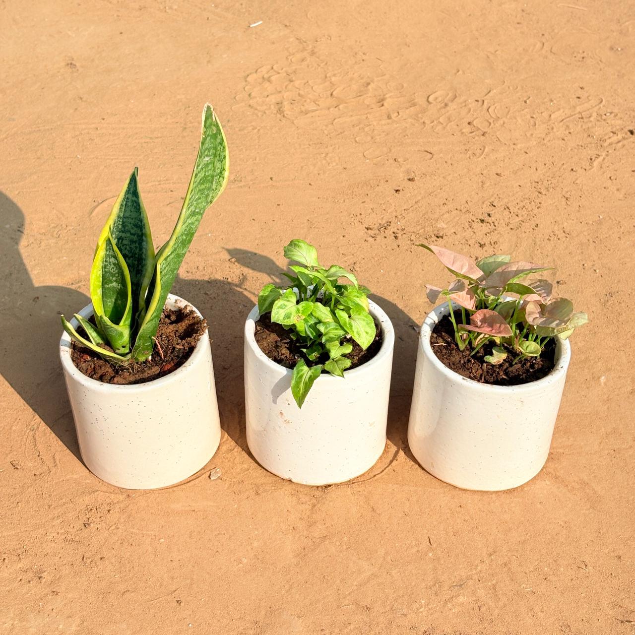 Set of 3 - Snake Yellow, Syngonium Butterfly & Syngonium Pink in 4 Inch White Pipe Designer Ceramic Pot (any design)
