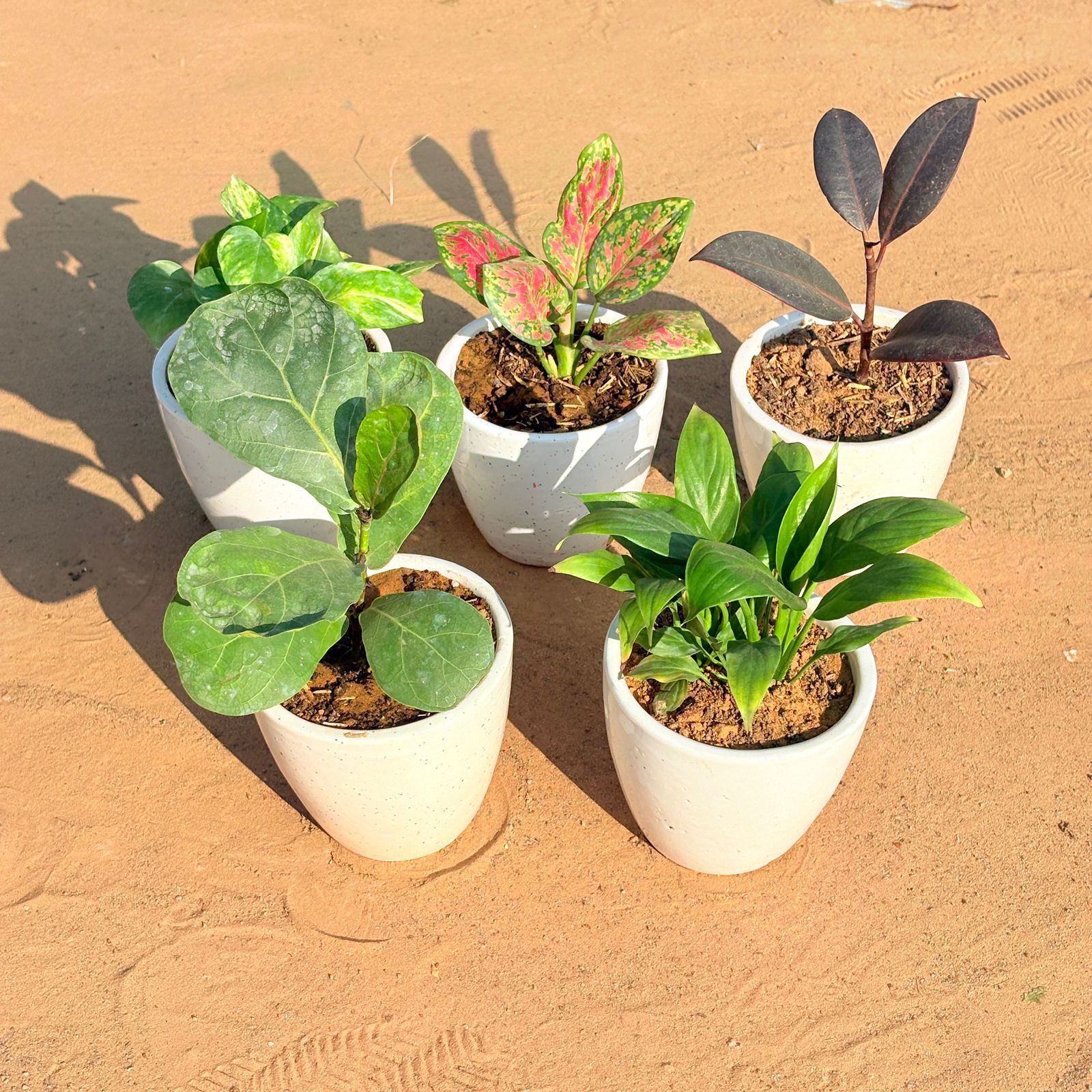 Set of 5 - Fiddle Leaf Fig, Marble Money Plant, Aglaonema Pink Dalmatian, Rubber Black & Peace Lily in 4 Inch Classy White Cup Ceramic Pot