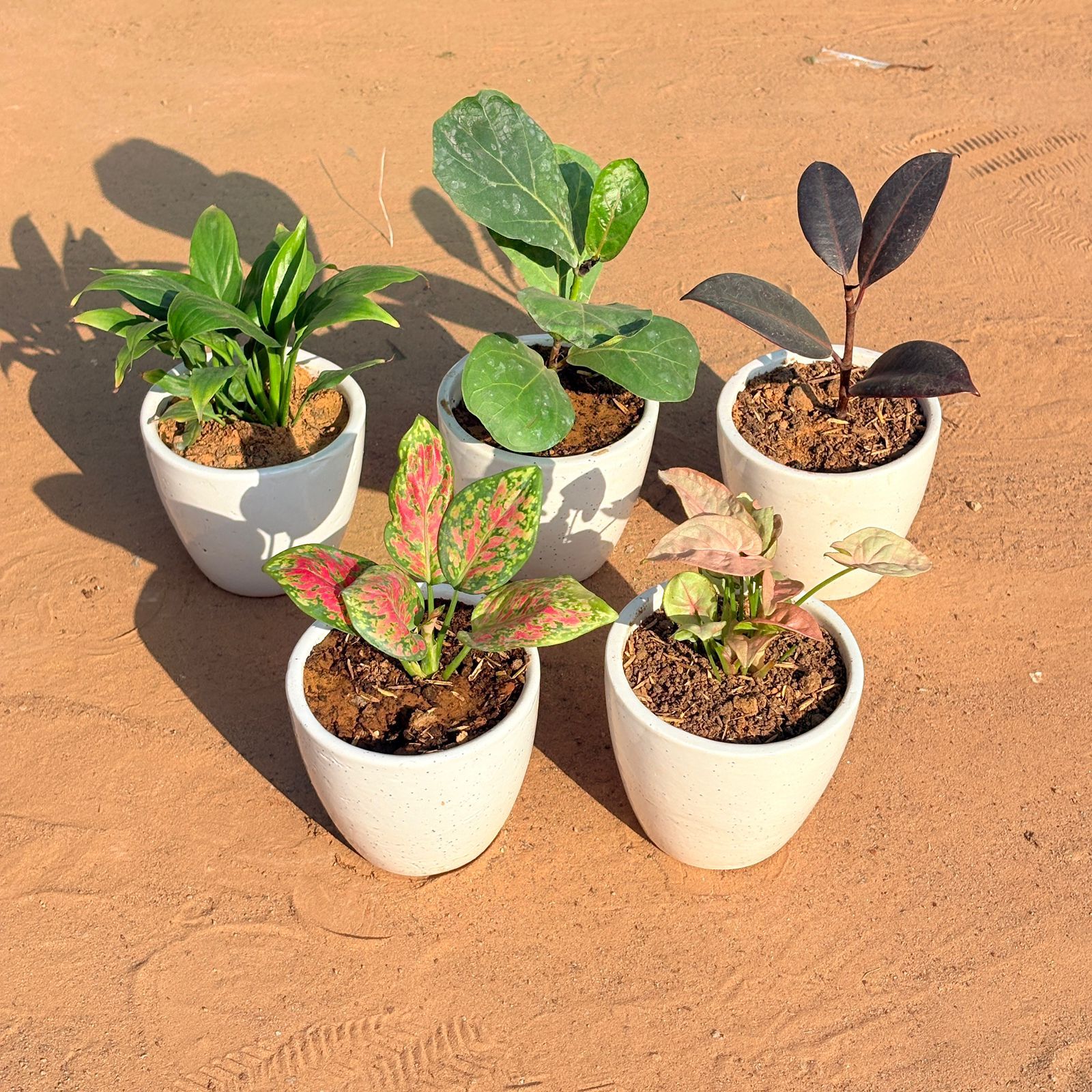 Set of 5 - Aglaonema Pink Dalmatian, Fiddle Leaf Fig, Syngonium Pink, Rubber Black & Peace Lily in 4 Inch Classy White Cup Ceramic Pot