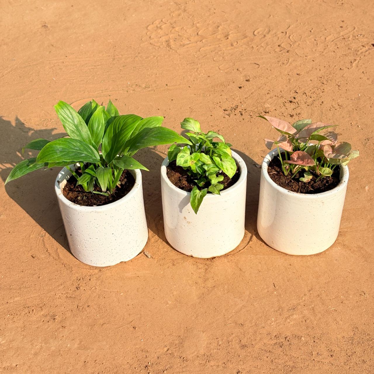 Set of 3 - Peace Lily, Syngonium Butterfly & Syngonium Pink in 4 Inch White Pipe Designer Ceramic Pot (any design)